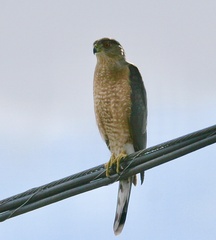 Accipiter cooperii
