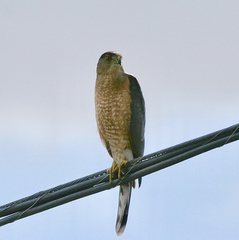 Accipiter cooperii