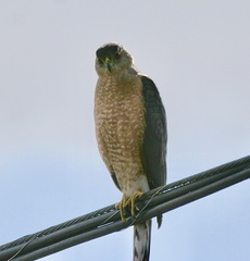 Accipiter cooperii