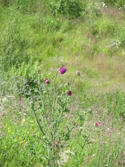 Carduus nutans leiophyllus