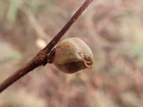 Filbert Bud Mite