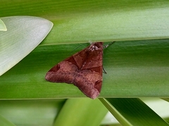 Melipotis fasciolaris
