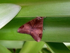 Melipotis fasciolaris