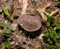 Amanita pekeoides
