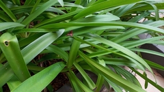 Melipotis fasciolaris