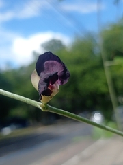 Macroptilium atropurpureum