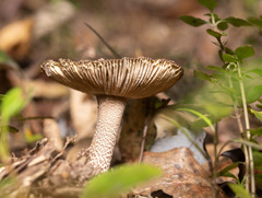 Amanita pekeoides
