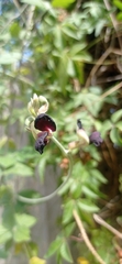 Macroptilium atropurpureum