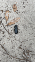 Odontotaenius disjunctus