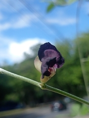 Macroptilium atropurpureum