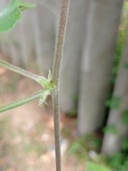 Macroptilium atropurpureum