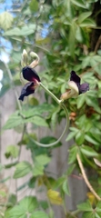 Macroptilium atropurpureum