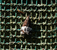 Scoparia minusculalis