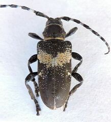 Coenopoeus palmeri