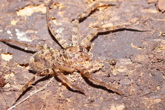 Heteropoda procera