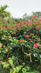 Calliandra haematocephala