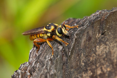 Laphria saffrana