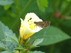 Vehilius stictomenes