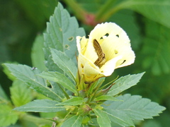 Vehilius stictomenes