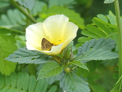 Vehilius stictomenes