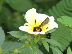 Vehilius stictomenes