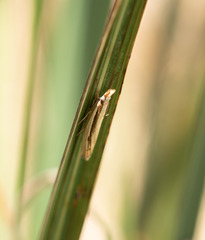 Orocrambus ramosellus