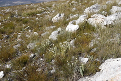 Edmondia
