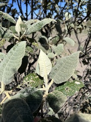 Buddleja cordata