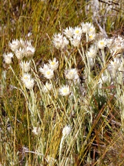 Edmondia
