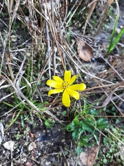 Bidens mitis