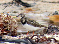 Arenaria interpres interpres