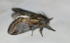 Notodonta scitipennis