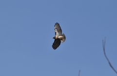 Buteo jamaicensis