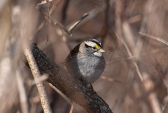 Zonotrichia albicollis