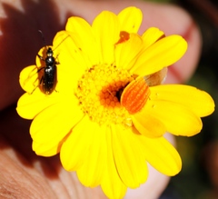 Neoeutrapela