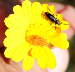 Neoeutrapela