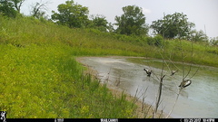 Dendrocygna autumnalis