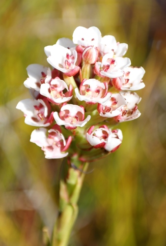 Image of Ceratandra globosa by (c) Tony Rebelo, some rights reserved (CC BY-SA)