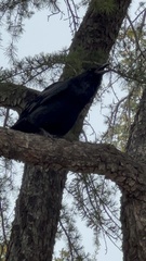 Corvus corax