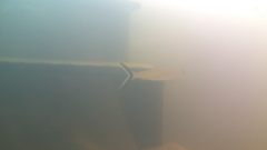 Hemiodus unimaculatus