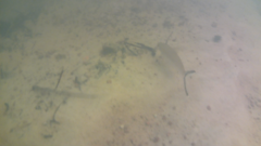 Hemiodus unimaculatus