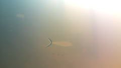 Hemiodus unimaculatus