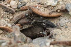 Formica subaenescens