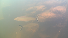 Hemiodus unimaculatus