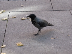Corvus cornix