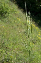 Aegilops