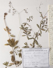 Galium intermedium