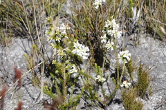 Erica denticulata