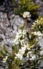 Erica denticulata