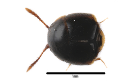 Cypha longicornis